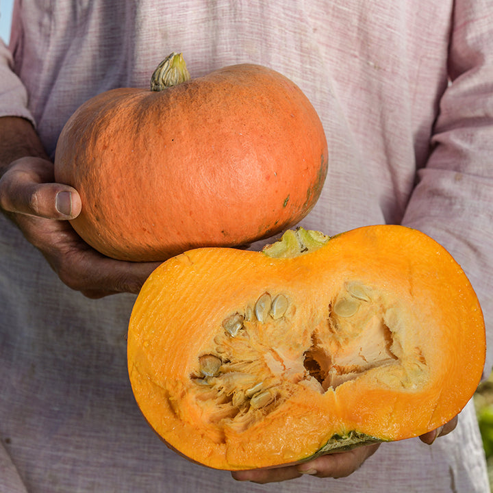 A man wearing a tunic holding a whole and cut Nicaise Winter Squash in the field.