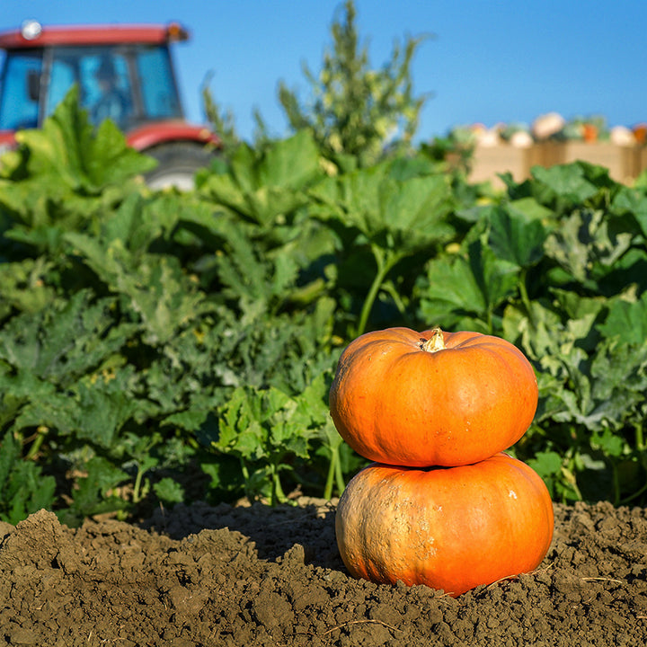 A pair of Nicaise Winter Squash with the squash tractor in the background at the Baker Creek trial farm.