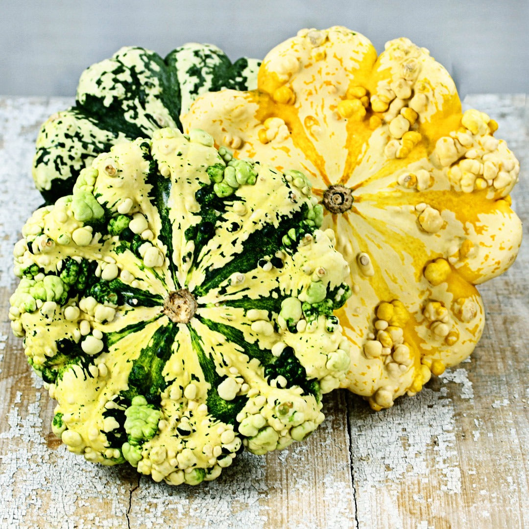 A trio of Patisson Strie Melange Squash on a wooden background.