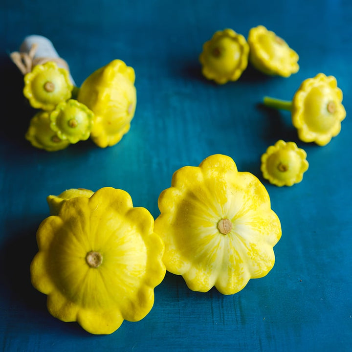 Patisson Golden Marbre Scallop Summer Squash artistically arranged on blue background.