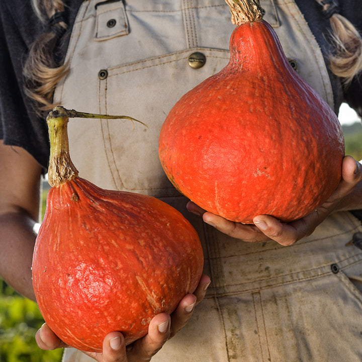 Woman in overalls holding a couple of Red Kuri (Hokkaido) Winter Squash in the field.