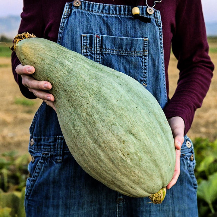 Woman in overalls holding a Sibley or Pikes Peak Winter Squash at the Baker Creek trail farm.