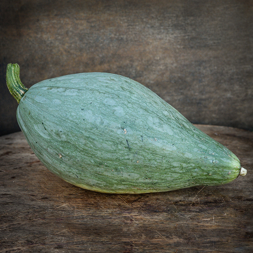 A single Sibley or Pikes Peak Winter Squash sits on wooden background.