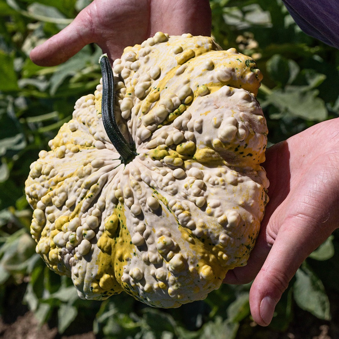 A Baker Creek gardener holding a single Patisson Strie Melange Squash in the field.