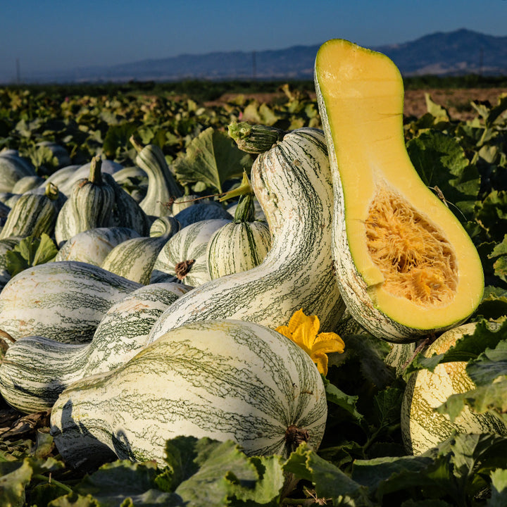 A freshly harvested pile of Green Striped Cushaw Winter Squash with one cut open.