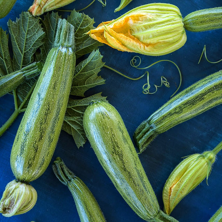 Caserta Summer Squash with leaves and blooms on dark blue background.
