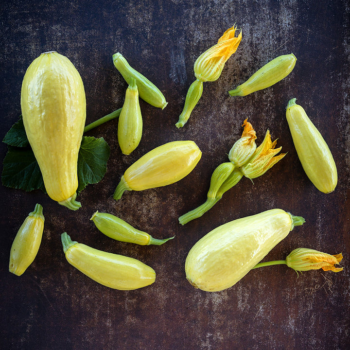 Early Prolific Straightneck Summer Squash with blooms arranged on dark brown background.