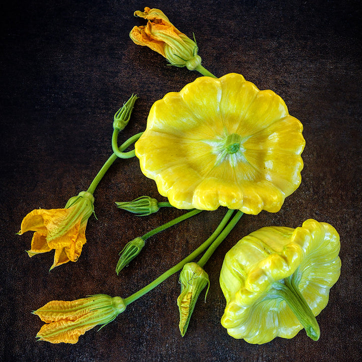 A couple of Gelber Englischer Custard Summer Squash with blooms on dark brown background.