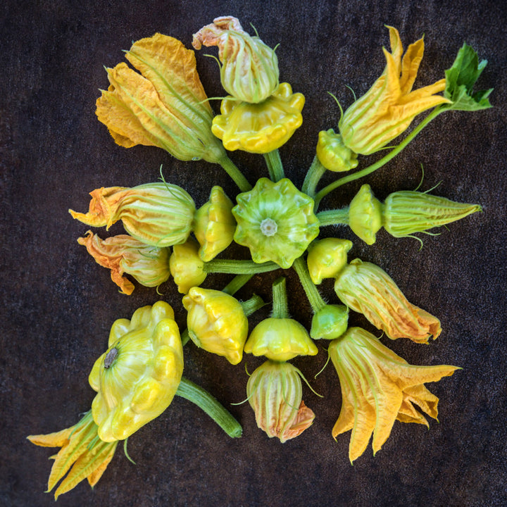 Patisson Golden Marbre Scallop Summer Squash arranged in a circle on dark background.