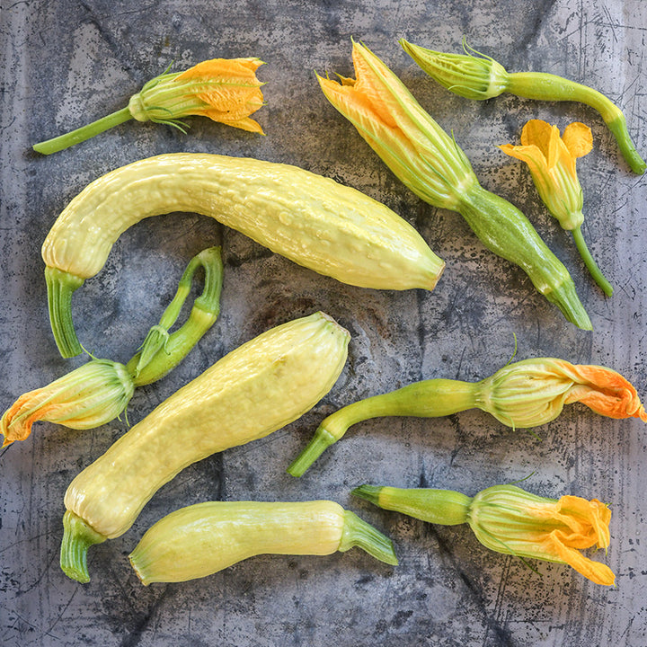 Rugosa Friulana Summer Squash with blooms arranged on metal background.