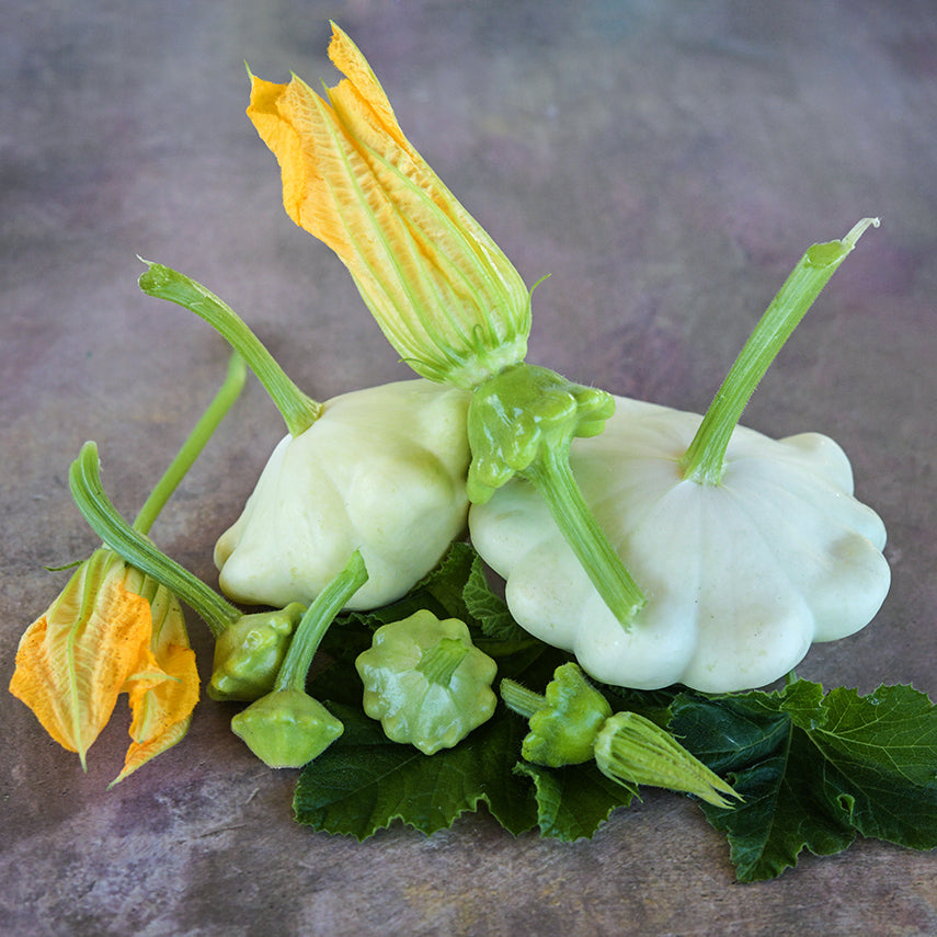 White Scallop Summer Squash on leaves with a bloom on an earth-toned background.