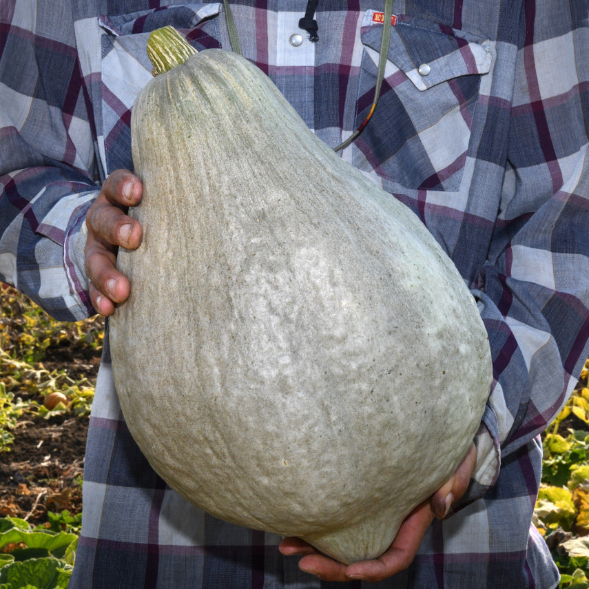 Man holding a Blue Hubbard Winter Squash at the Baker Creek trial farm in California.
