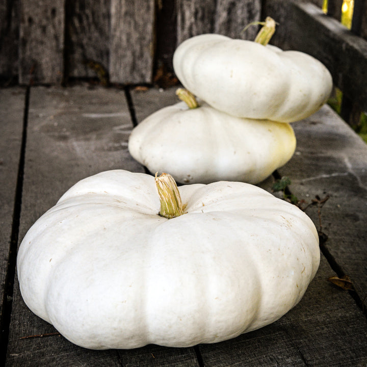 Three Flat White Boer Pumpkin Winter Squash on an old porch.