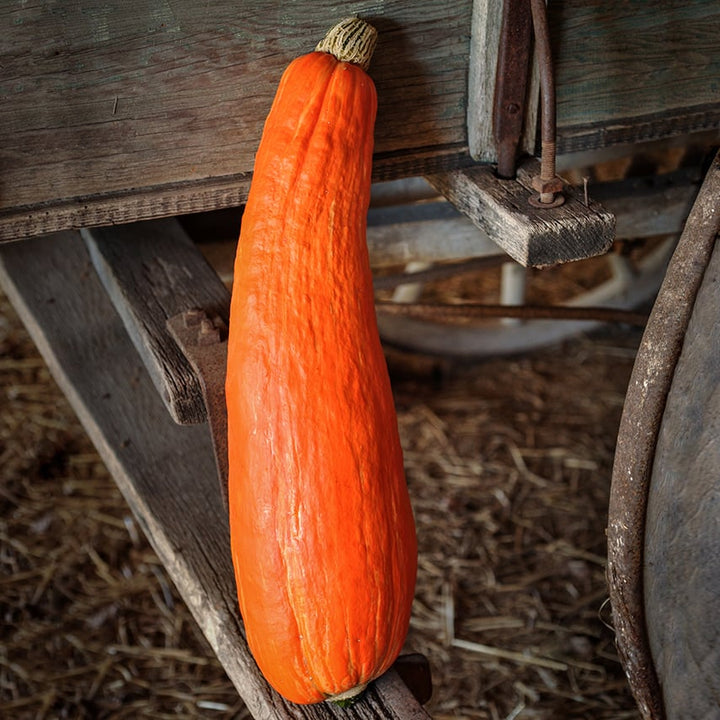A single Gete Okosomin or Kentucky Winter Squash resting on the end of wooden covered wagon.