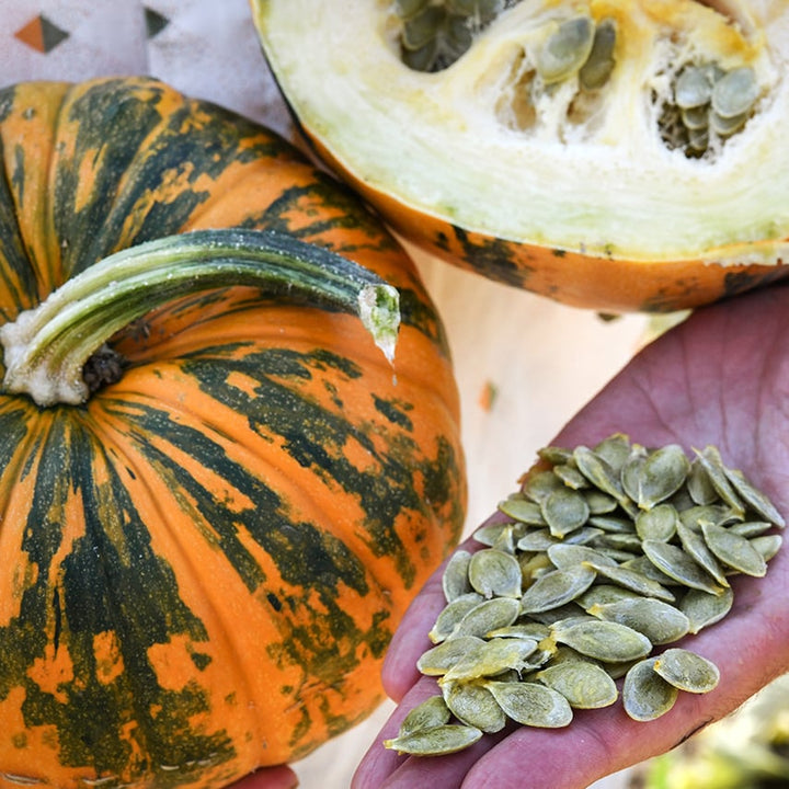 Man holding Kakai Winter Squash with a handful of hulless seeds.