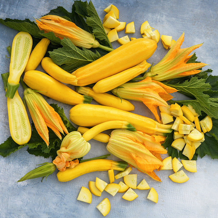 Whole and cut Golden Zucchini Summer Squash with leaves and blooms on light blue background.