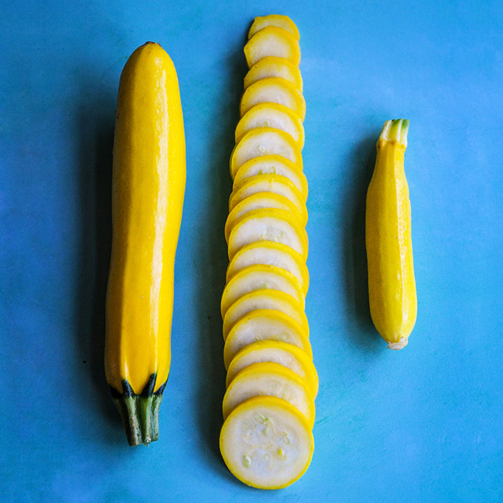 Two whole Golden Zucchini Summer Squash With a sliced squash in between on blue background.