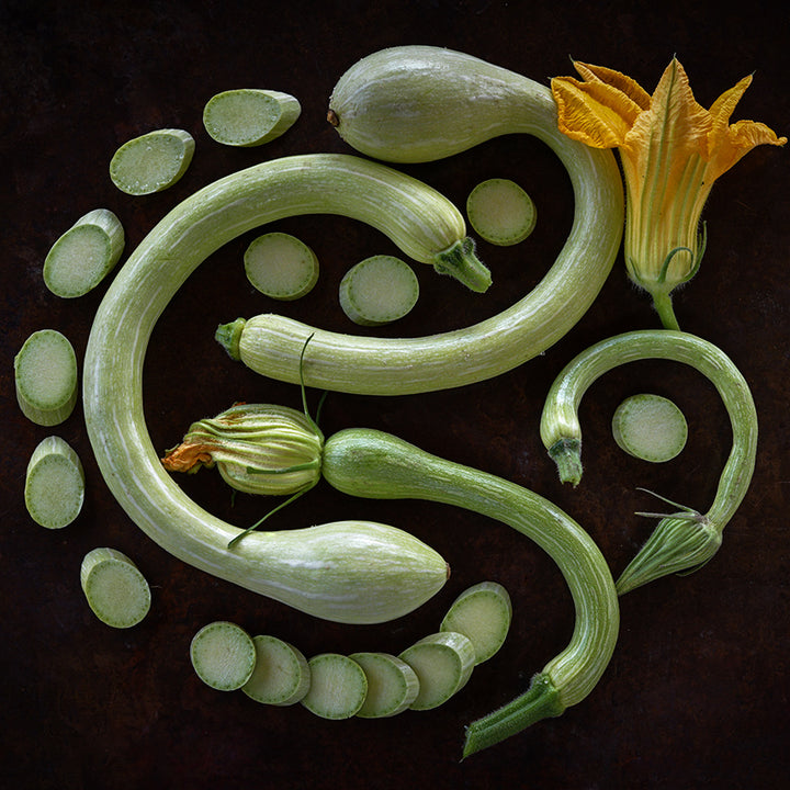 Whole and sliced Zucchino Rampicante Summer Squash arranged on dark copper background.