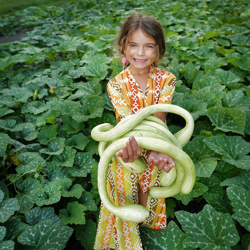 A little smiles as she holds an armful of Zucchino Rampicante Summer Squash in a squash field.