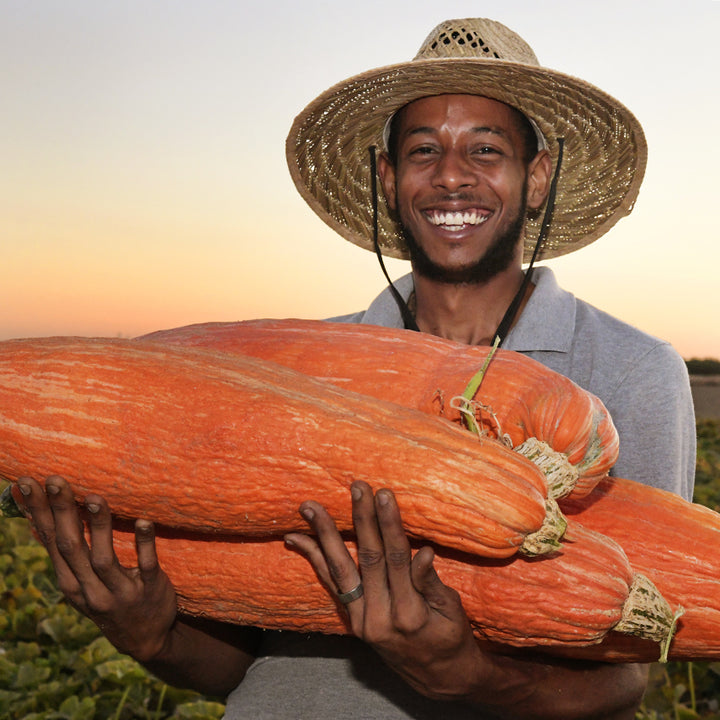 A farmer in a straw hat holding a bountiful harvest of Gete Okosomin or Kentucky Winter Squash in the field.