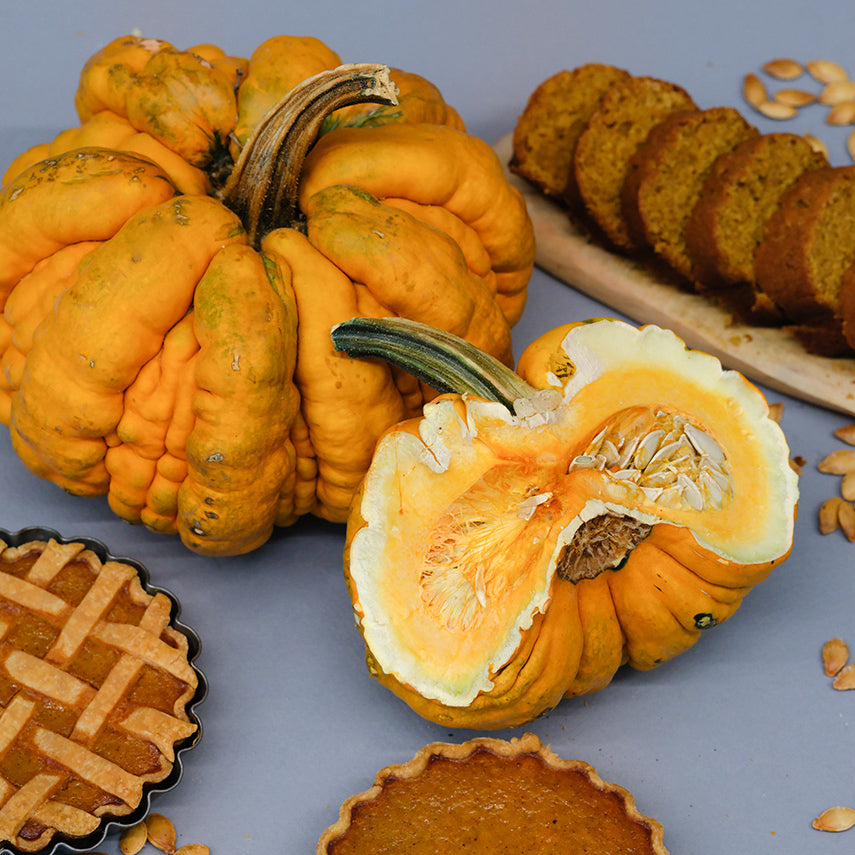 Cut and whole Guicoy Winter Squash with pies and bread on a grey background.