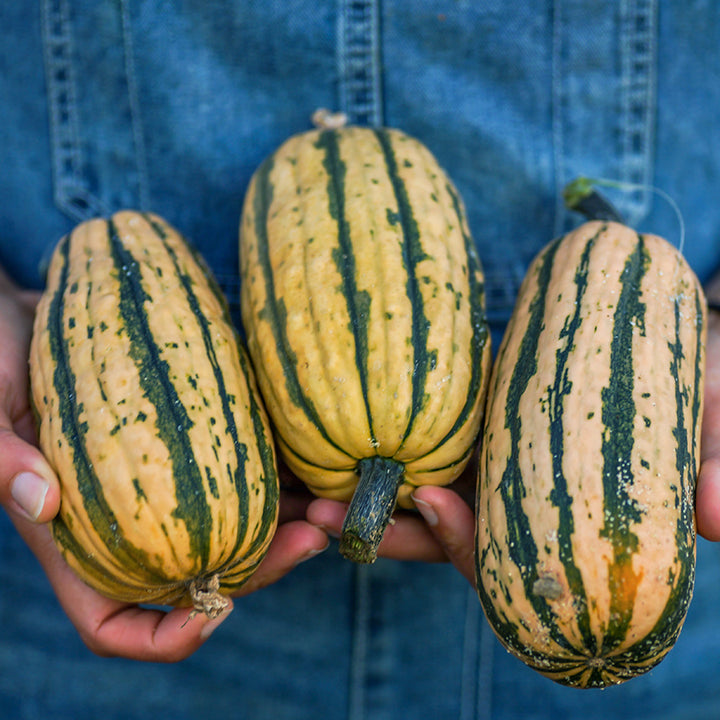 Hands holding a trio of freshly harvested Honey Boat Delicata Winter Squash.