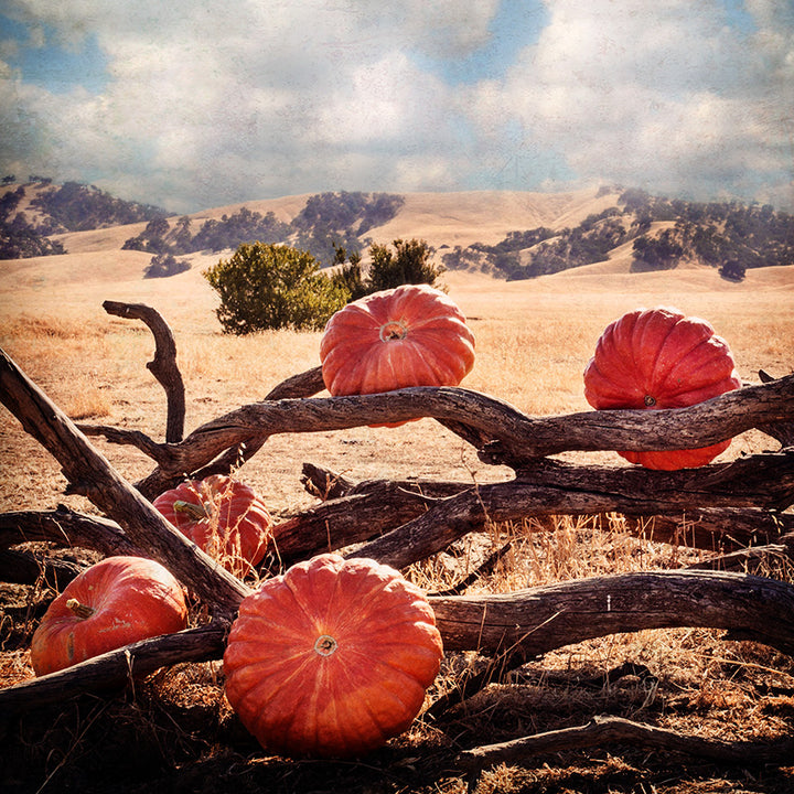 Rouge Vif D' Etampes Pumpkins arranged on driftwood with the hills of Northern California in the background.