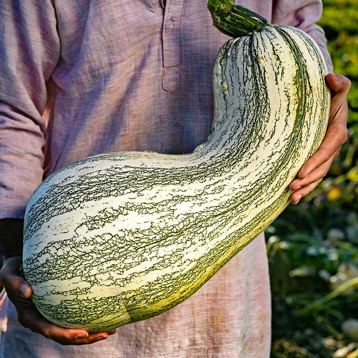 Farmer holding a large Green Striped Cushaw Winter Squash at the Baker Creek Trial farm in California.