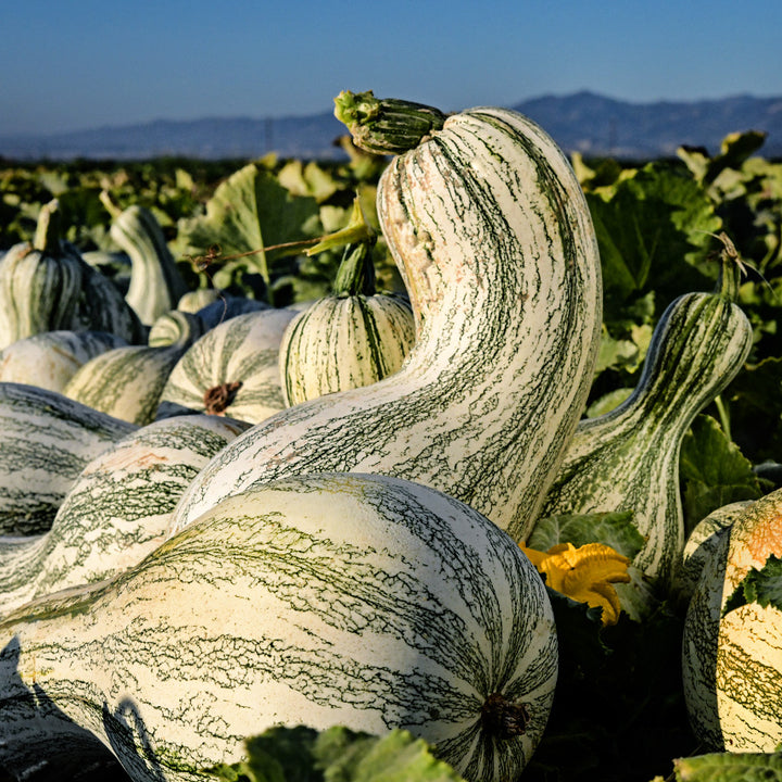 Green Striped Cushaw Winter Squash in the field with Northern California mountains in the background.