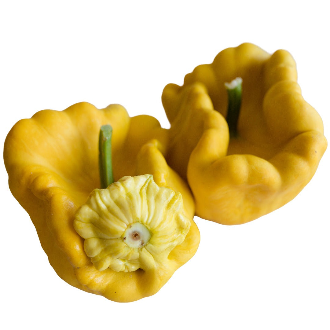 Pair of Gelber Englischer Custard Summer Squash on a white background.