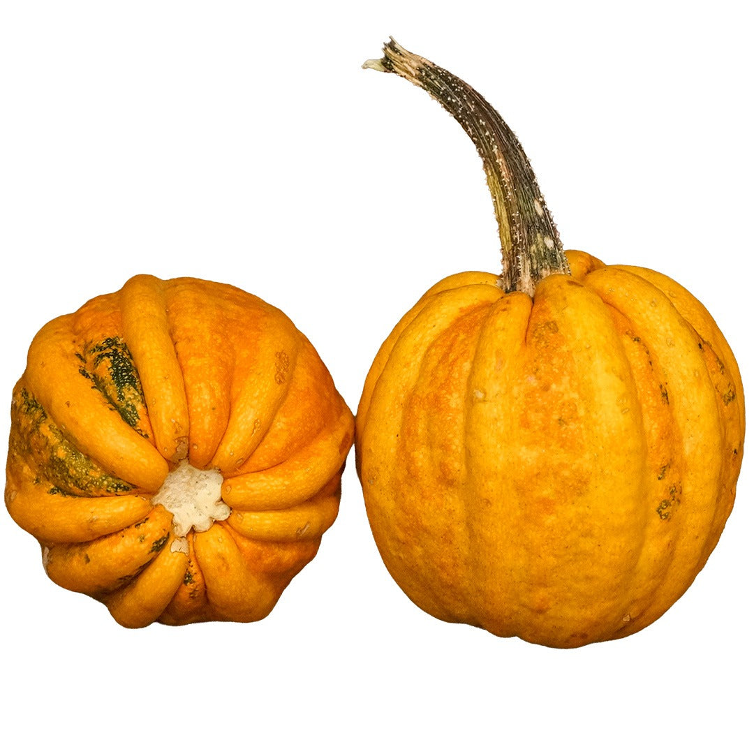 Pair of Kamo Kamo Summer Squash on a white background.