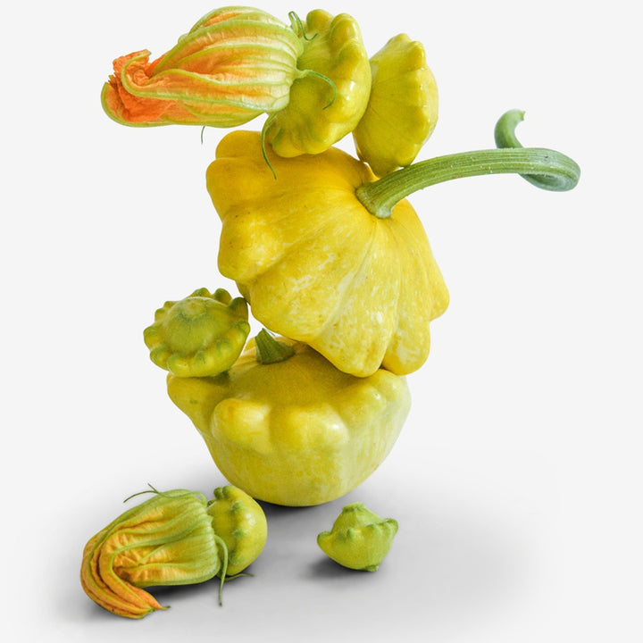 Patisson Golden Marbre Scallop summer squash stacked on top of each other on a white background