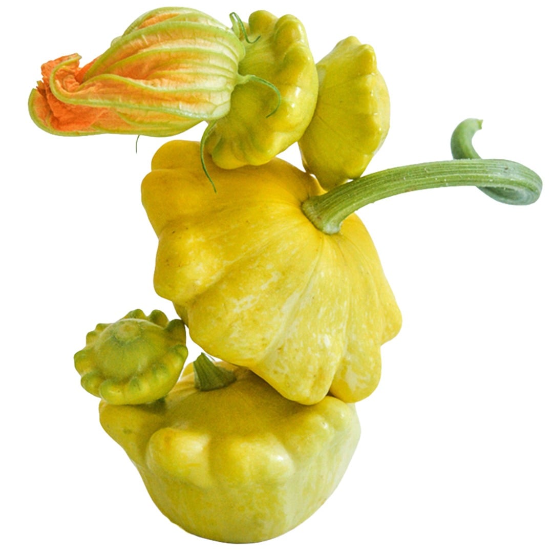 Summer Squash Seeds, Patisson Golden Marbre Scallop