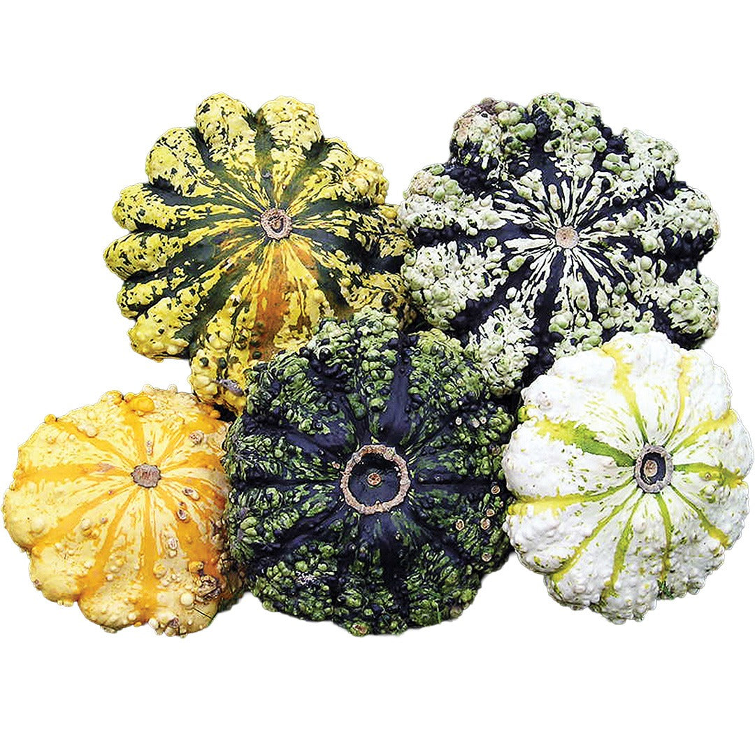 Five Patisson Strie Melange Summer Squash on a white background.
