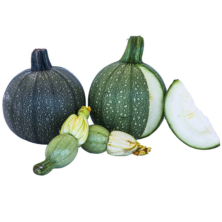 Pair of Ronde De Nice Summer Squash on a white background.