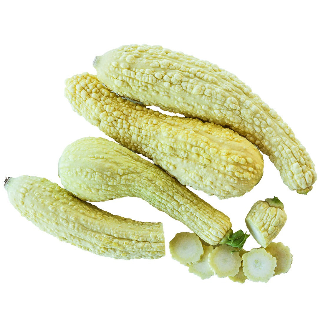Rugosa Friulana Summer Squash on a white background.