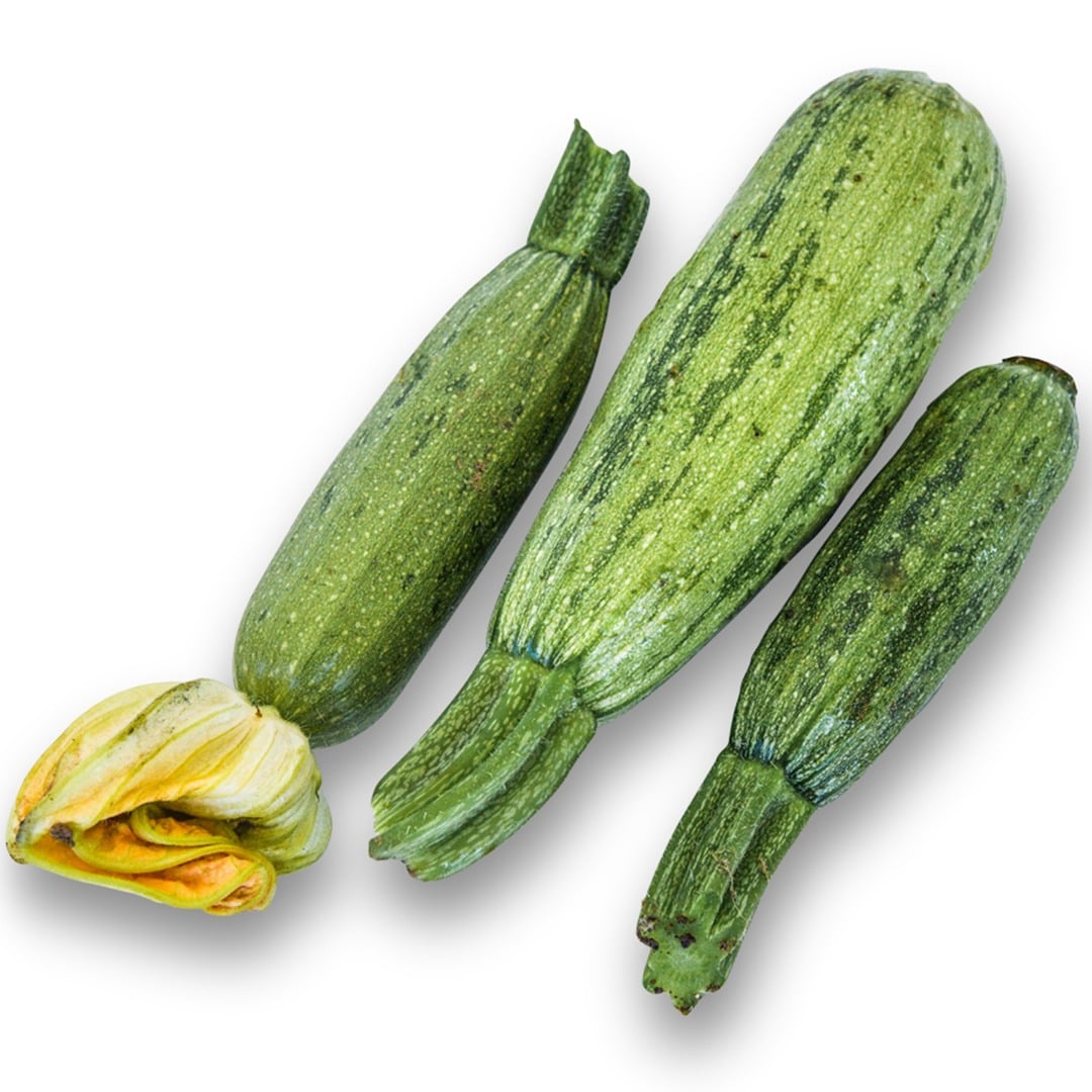 Trio of Zucchini Caserta Summer Squash on a white background.