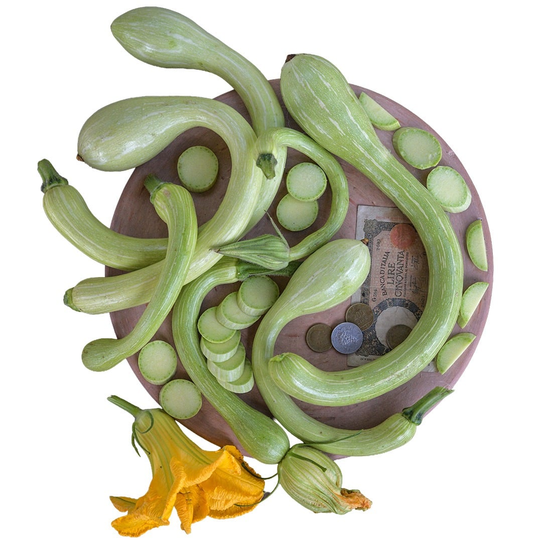 Summer Squash Seeds, Zucchino Rampicante
