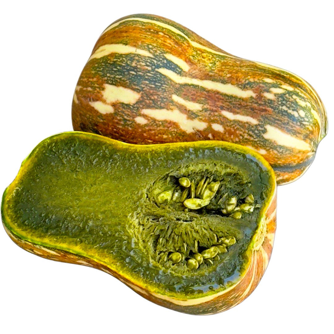 An Ayote Green Flesh Winter Squash cut in half to show the green flesh.