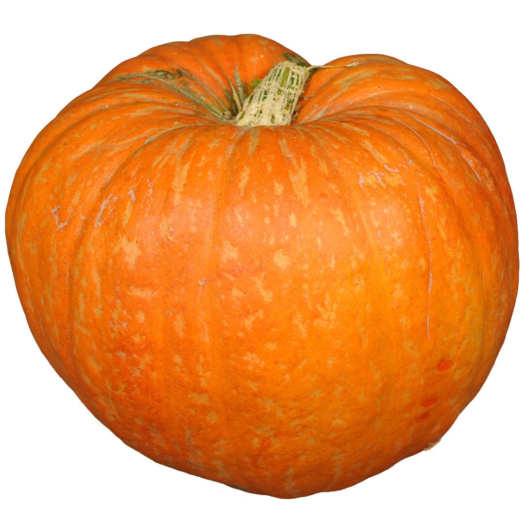 Single Big Max Pumpkin on a white background.