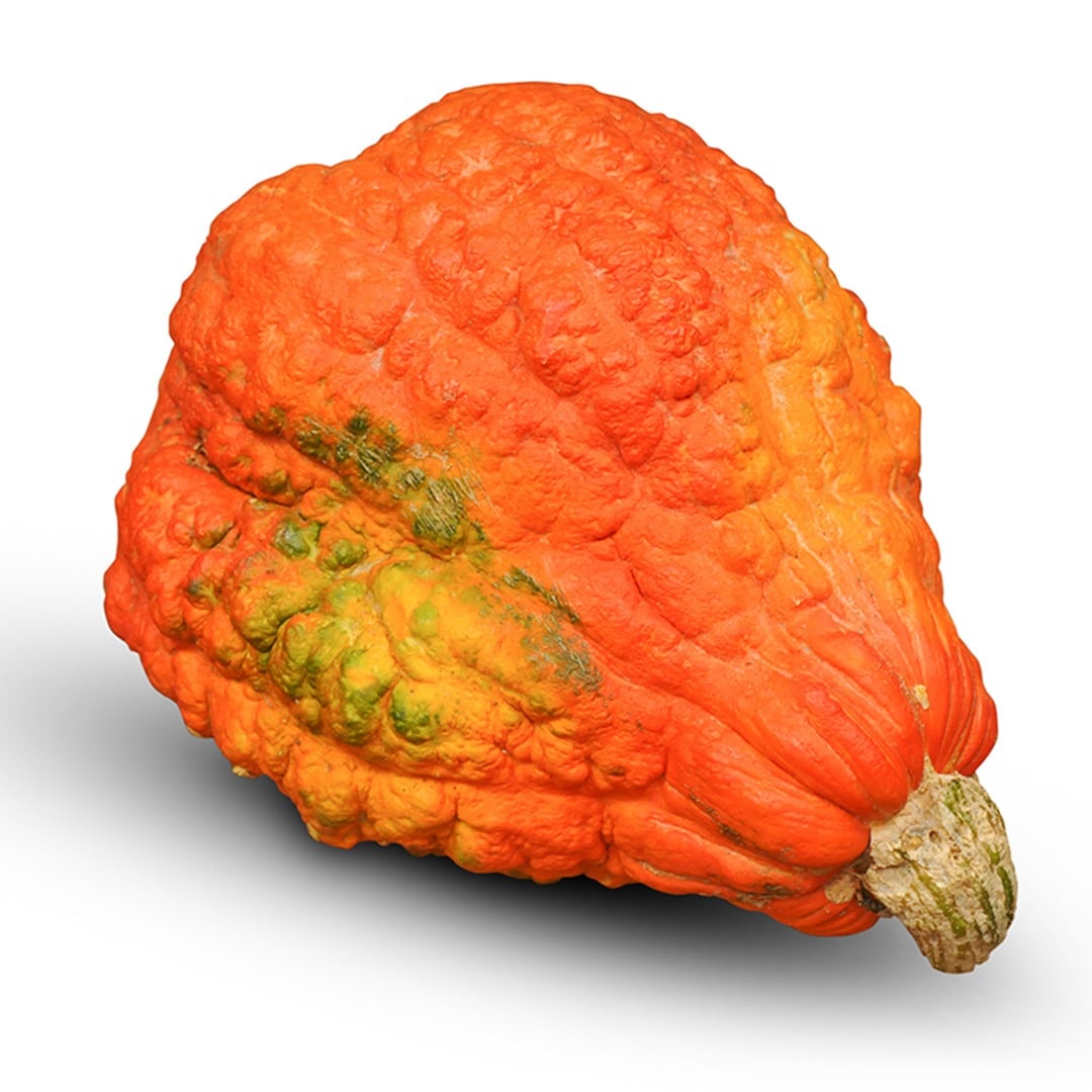 Single Boston Marrow Winter Squash on a white background.