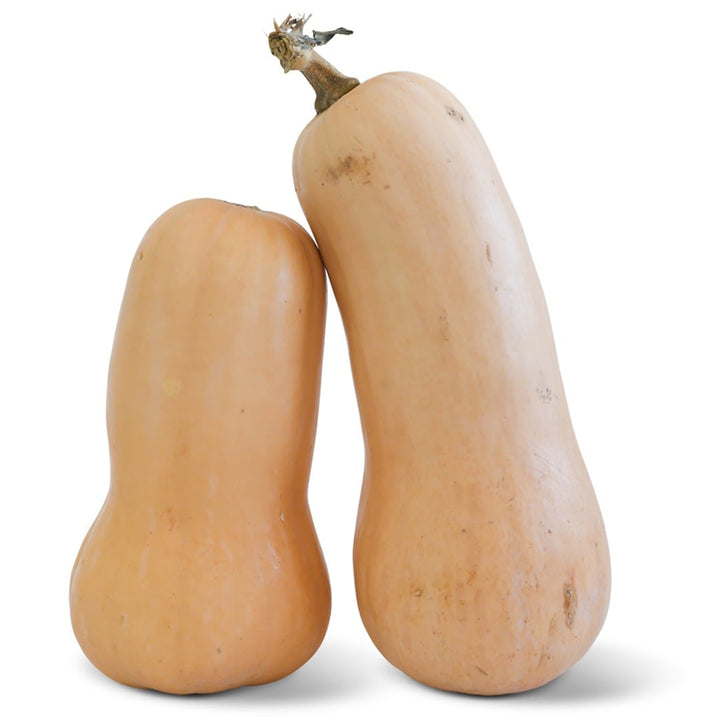 Two whole butternut-waltham winter squash stacked next to each other on a white background