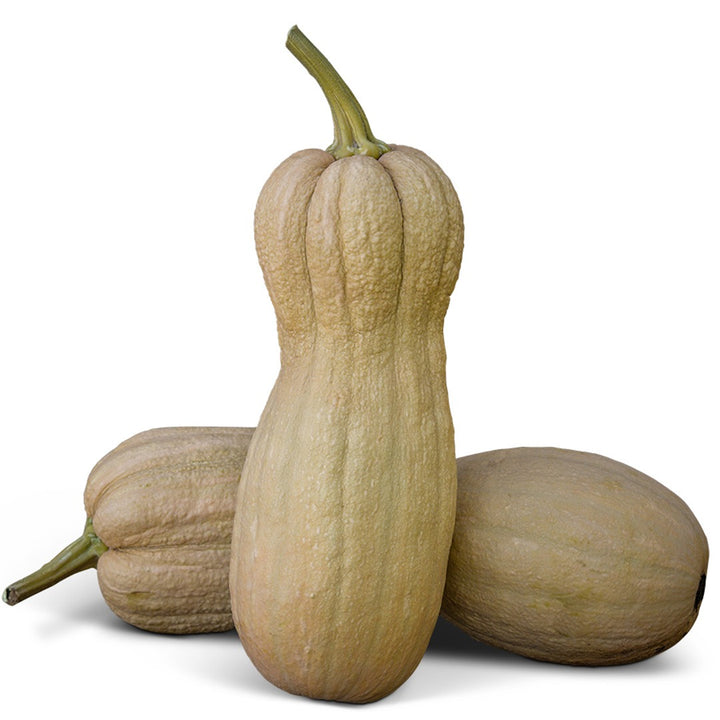 Pair of Butternut Rogosa Violina Gioia Winter Squash on a white background.