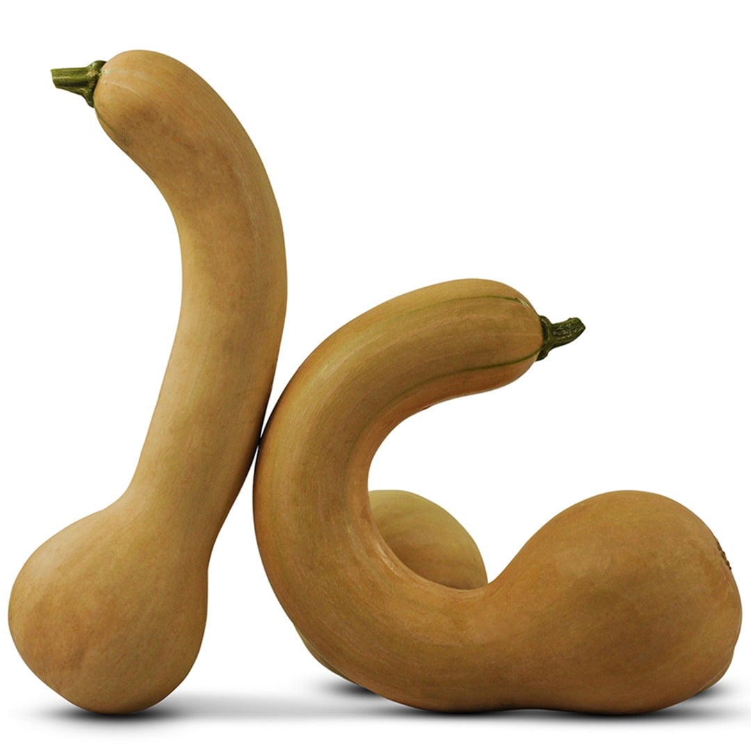 Pair of Canada Crookneck on a white background.