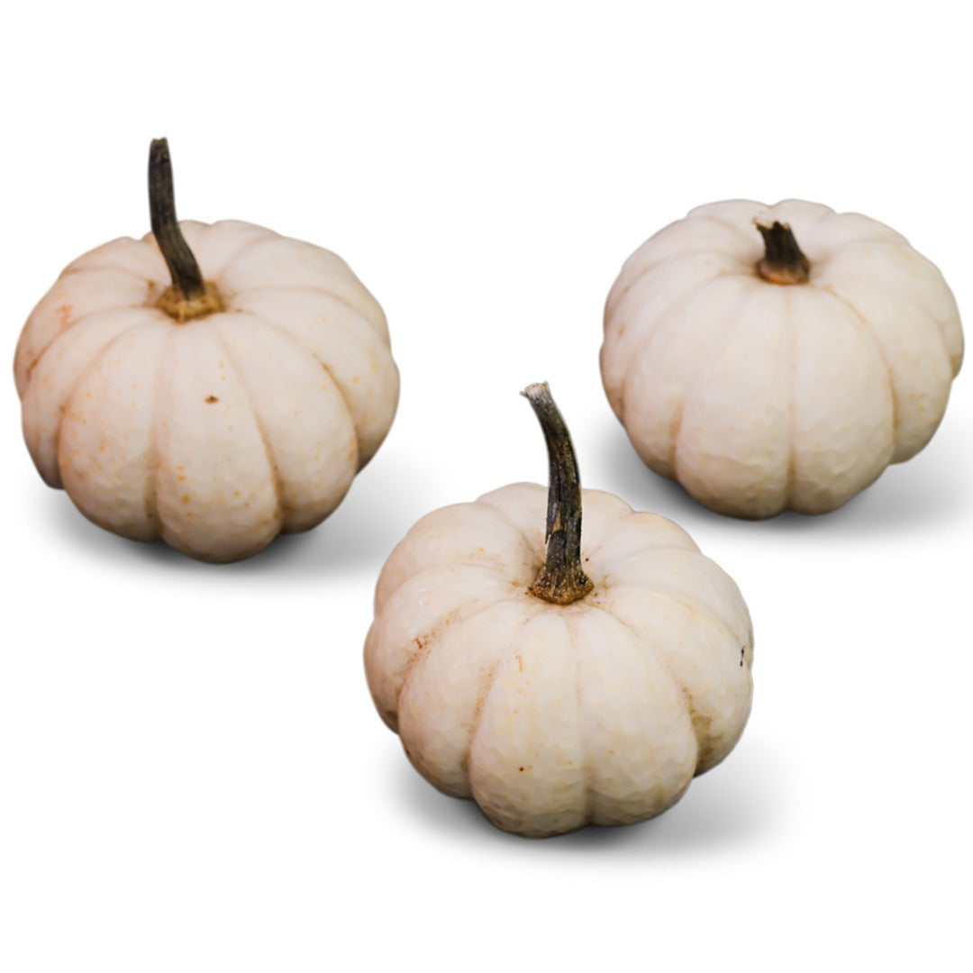 A trio of Chinese Miniature White Winter Squash on a white background.