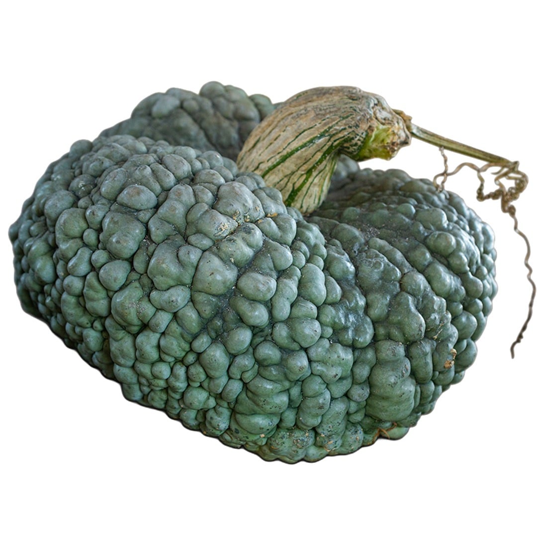 Crespo Winter Squash on a white background.