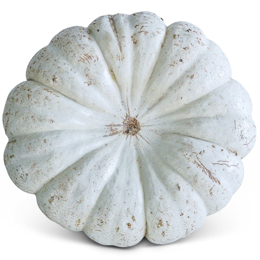 Close up of Flat White Boer Pumpkin Winter Squash on a white background.