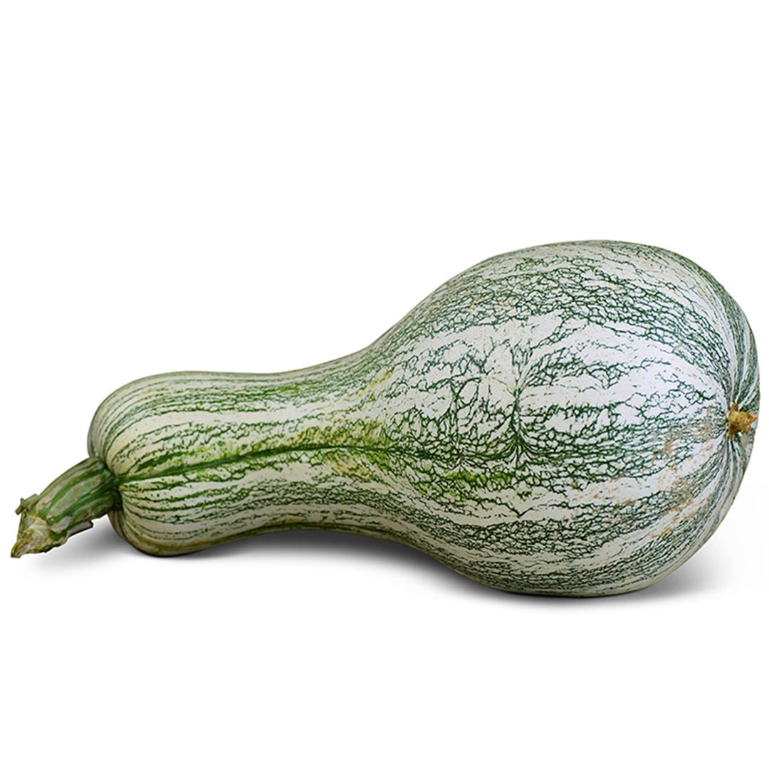 Green Striped Cushaw Winter Squash on a white background.