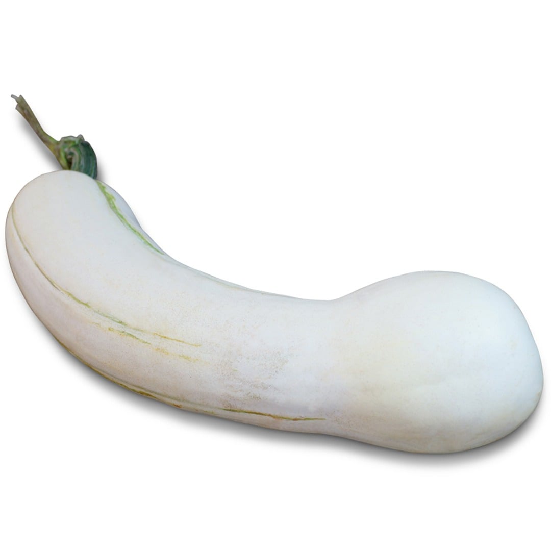 Illinois Winter Squash on a white background.