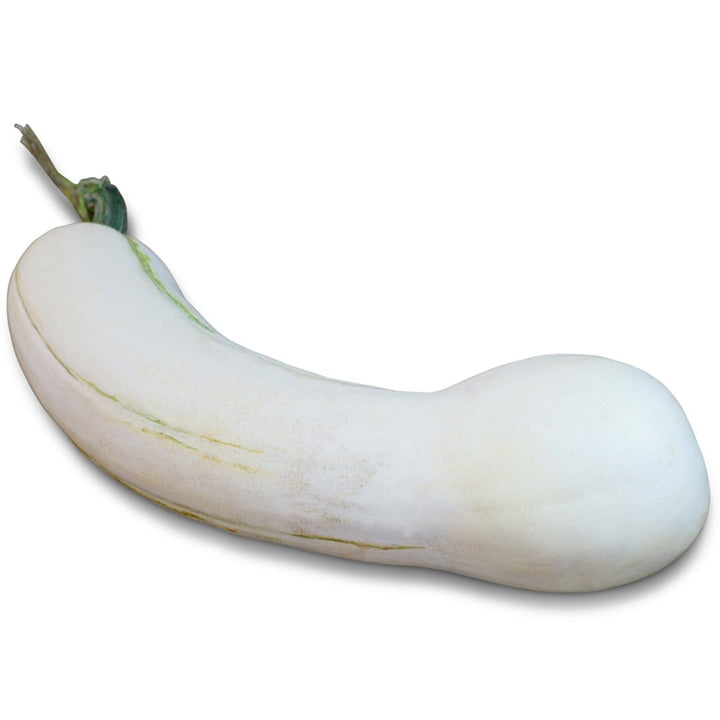 Illinois Winter Squash on a white background.